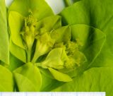 Euphorbia epithymoides. Часть соцветия (гербарный образец). Новосибирск, в культуре. 03.06.2010.
