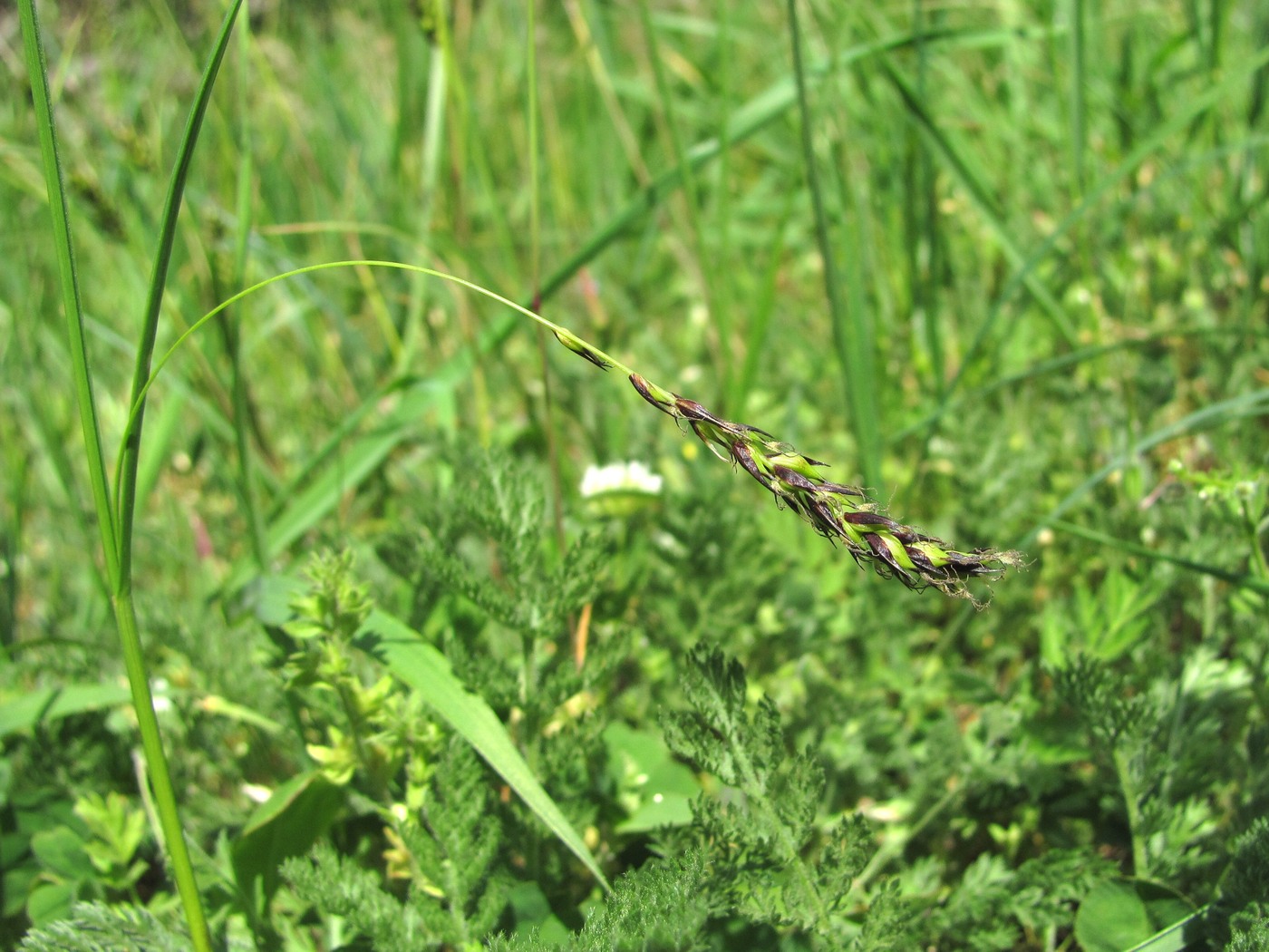 Изображение особи Carex melanostachya.