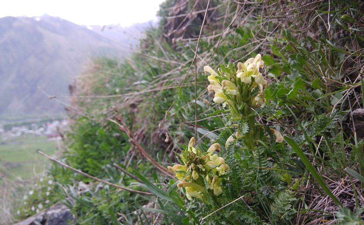 Изображение особи Pedicularis sibthorpii.