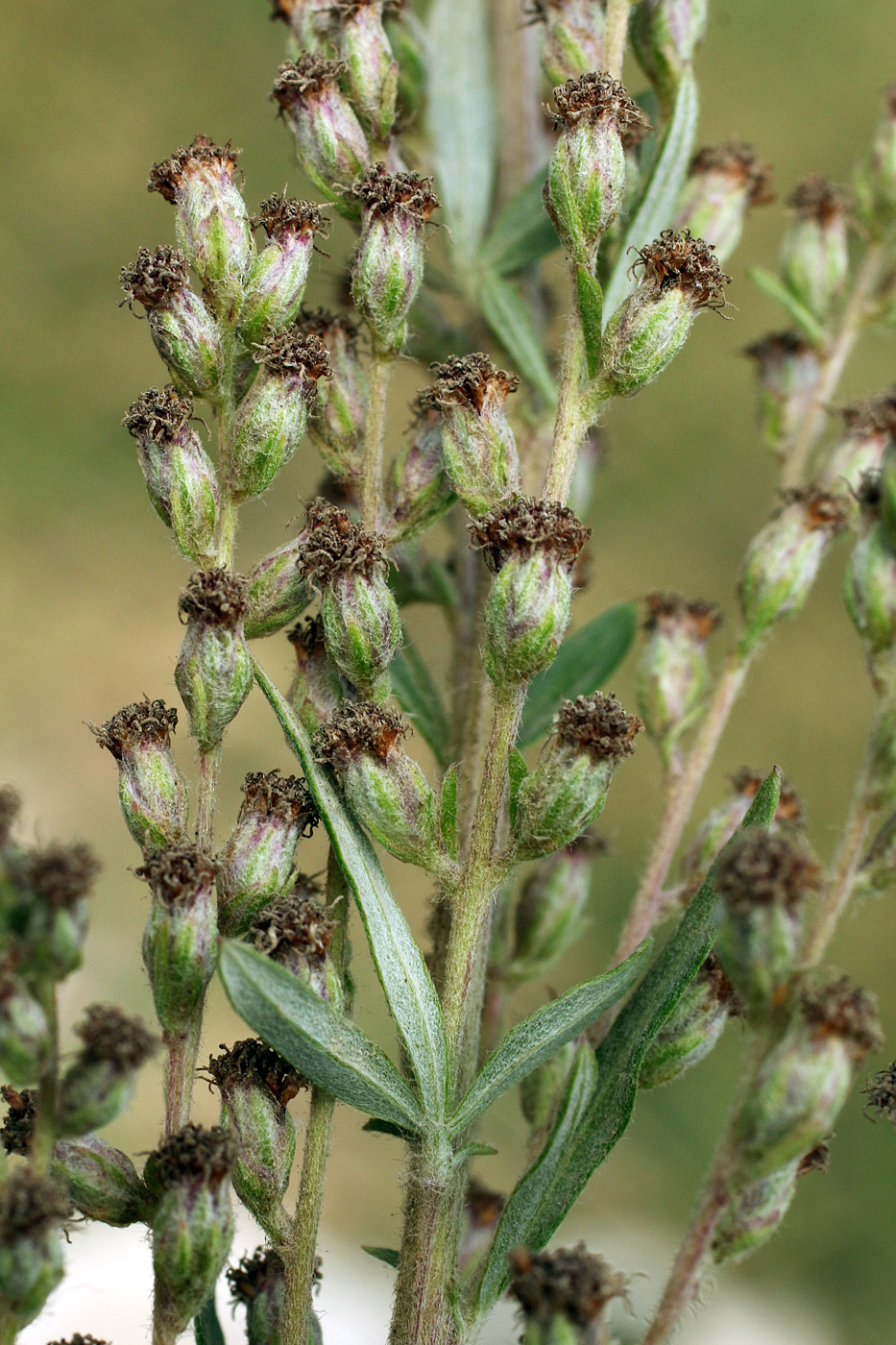 Изображение особи Artemisia vulgaris.