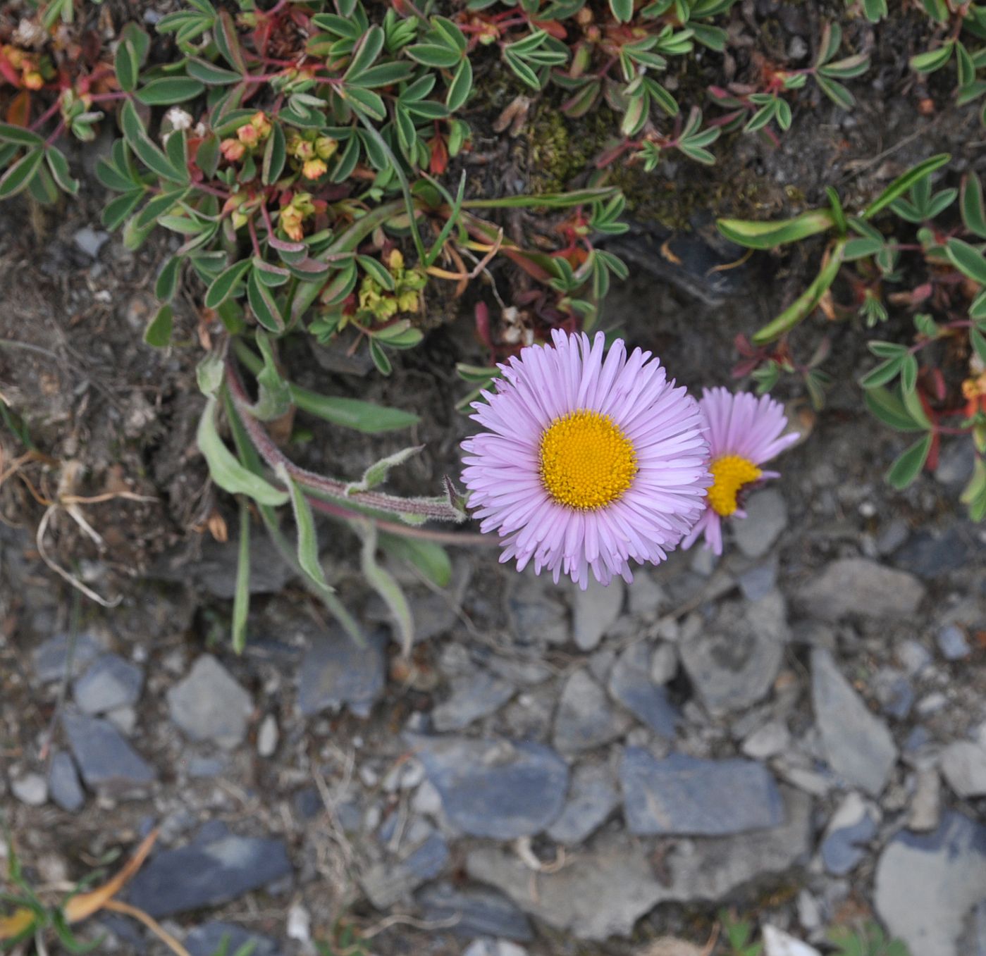 Image of Erigeron venustus specimen.