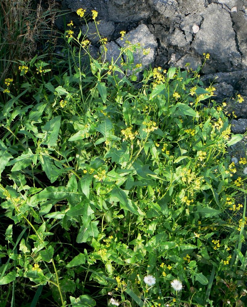 Изображение особи Sisymbrium loeselii.