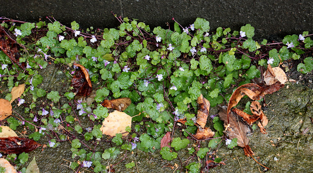 Image of Cymbalaria muralis specimen.