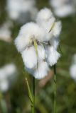 Eriophorum angustifolium