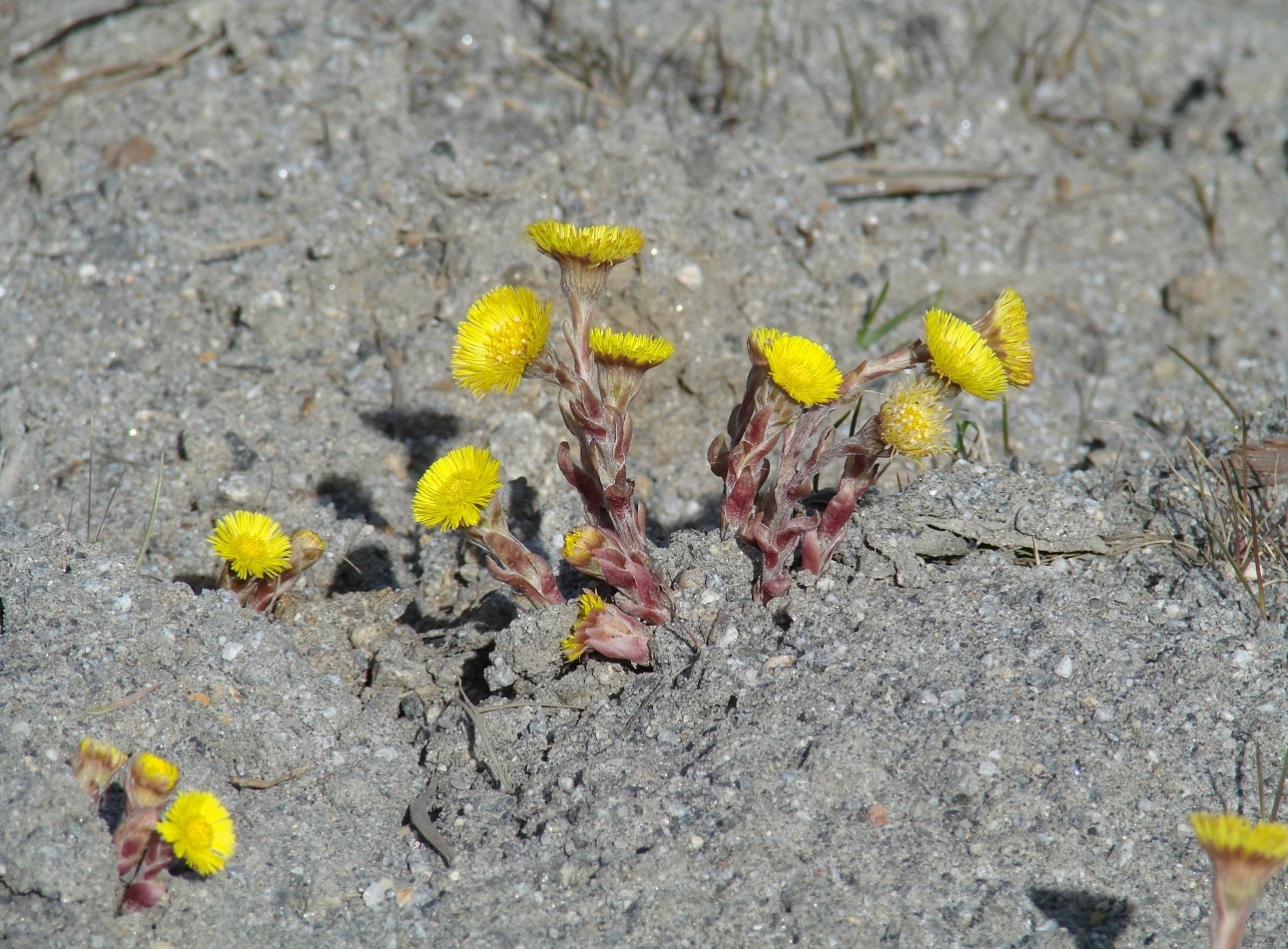 Image of Tussilago farfara specimen.