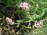 Astragalus brachycarpus