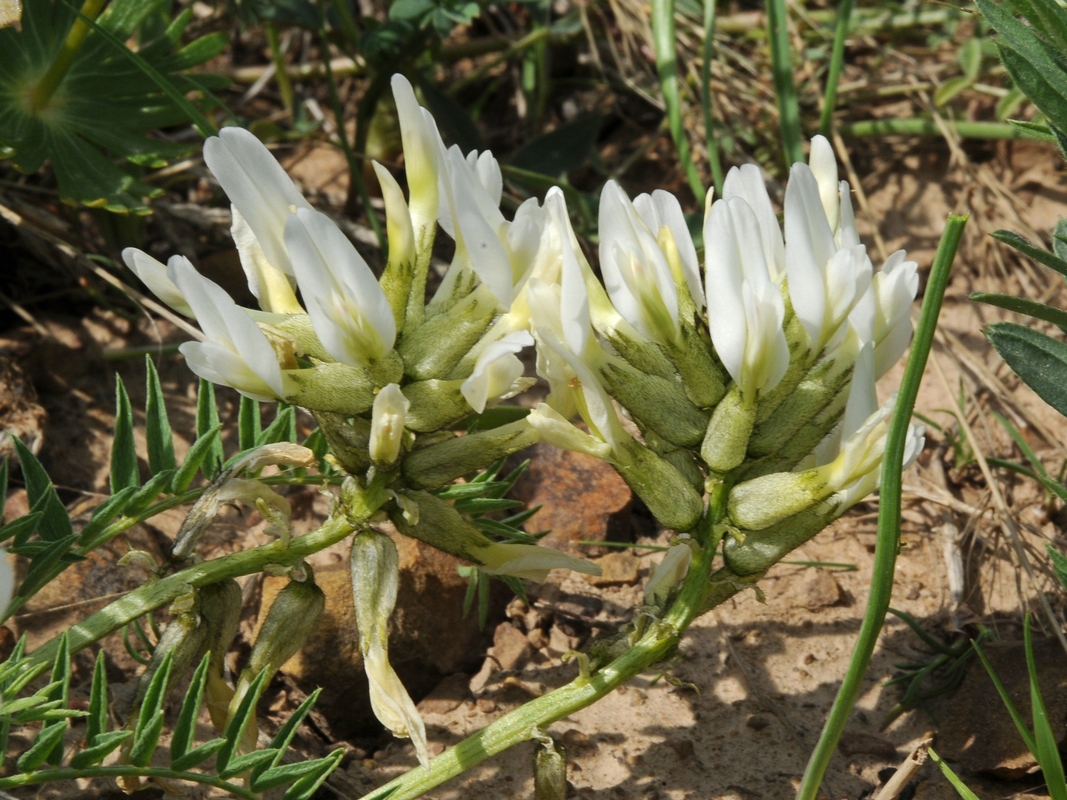 Изображение особи Astragalus masenderanus.