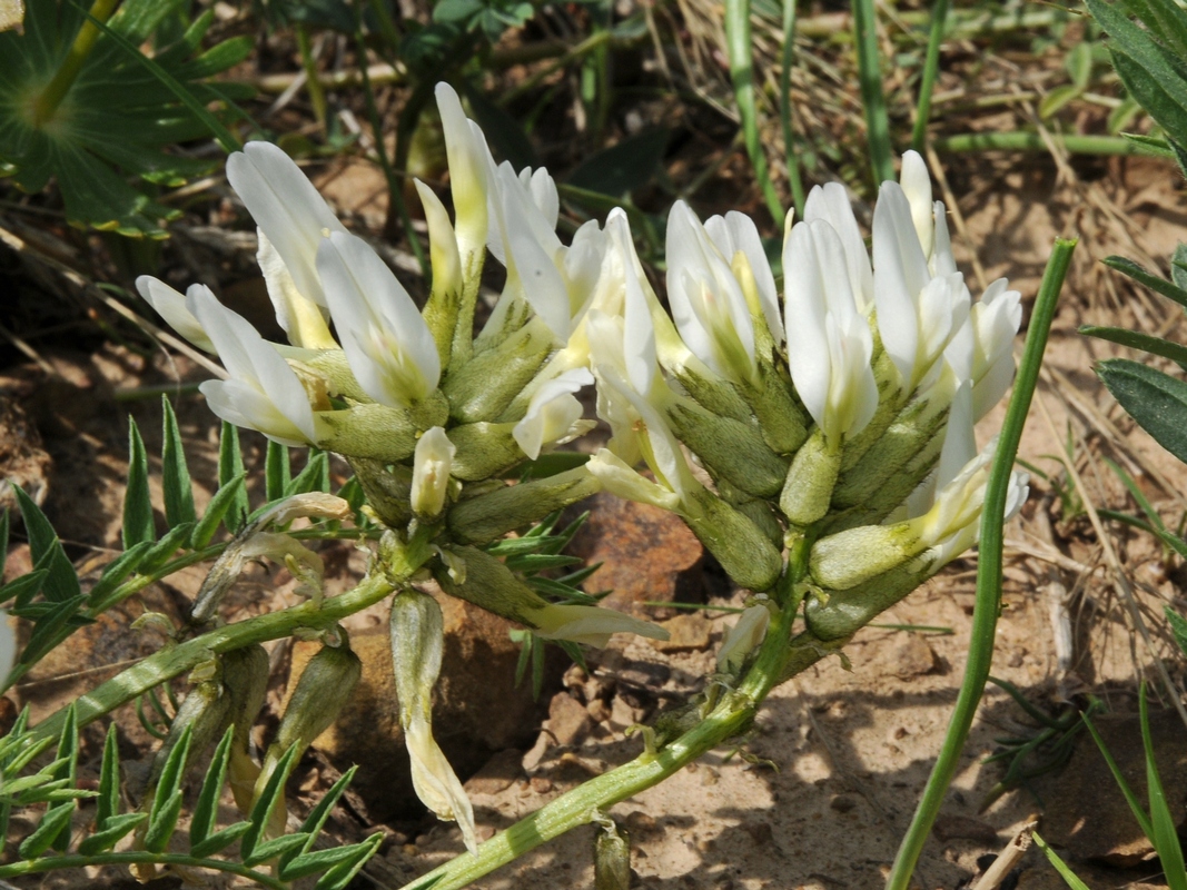 Image of Astragalus skorniakowii specimen.