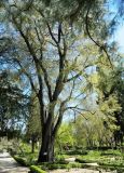 Celtis australis. Взрослое дерево. Испания. г. Мадрид. Королевский ботанический сад, в культуре. 18.04.2018.