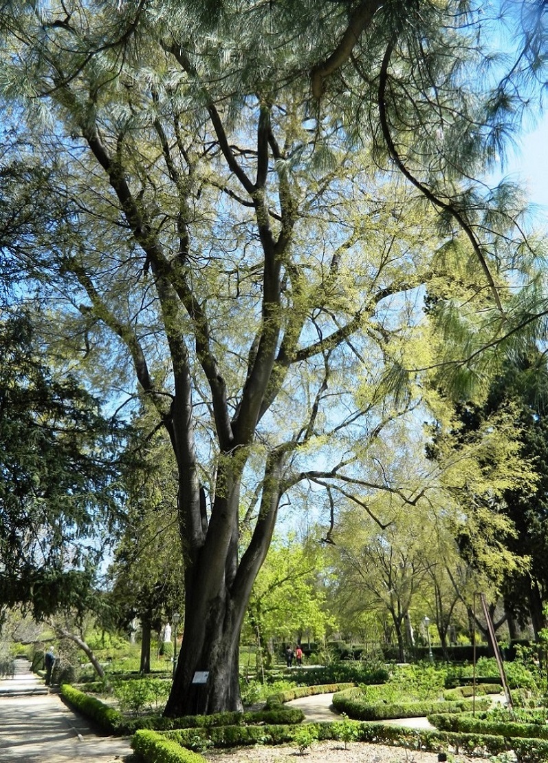 Image of Celtis australis specimen.