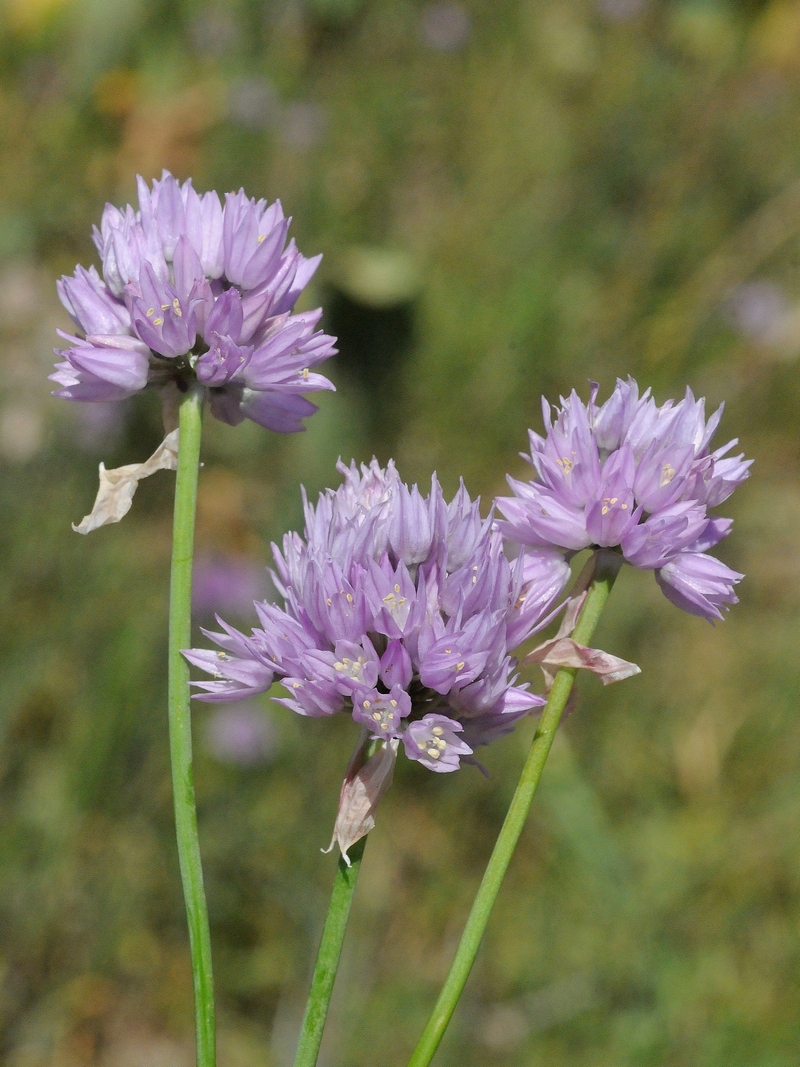 Image of Allium schoenoprasoides specimen.