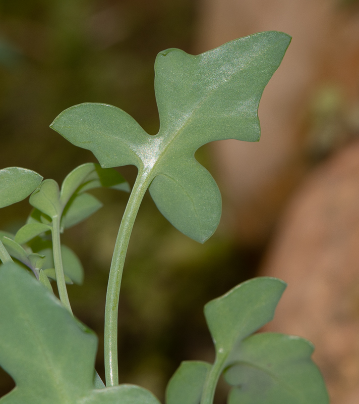 Image of Kleinia articulata specimen.