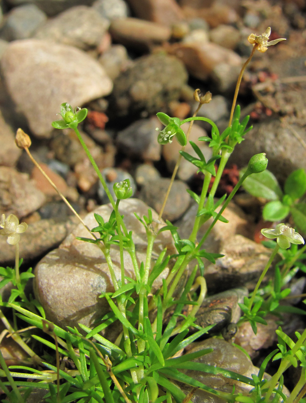 Image of Sagina procumbens specimen.