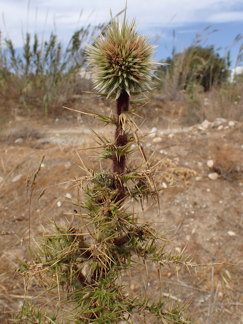 Изображение особи Echinops spinosissimus.