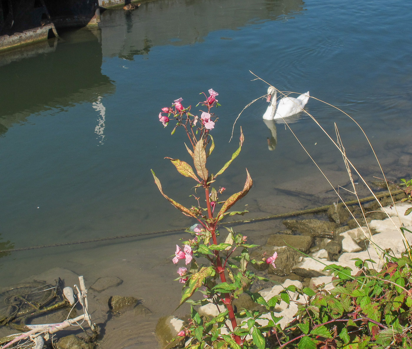 Image of Impatiens glandulifera specimen.