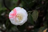 Camellia japonica. Цветок (махровый культивар). Черноморское побережье Кавказа, г. Сочи, Дендрарий, в культуре. 05.04.2013.