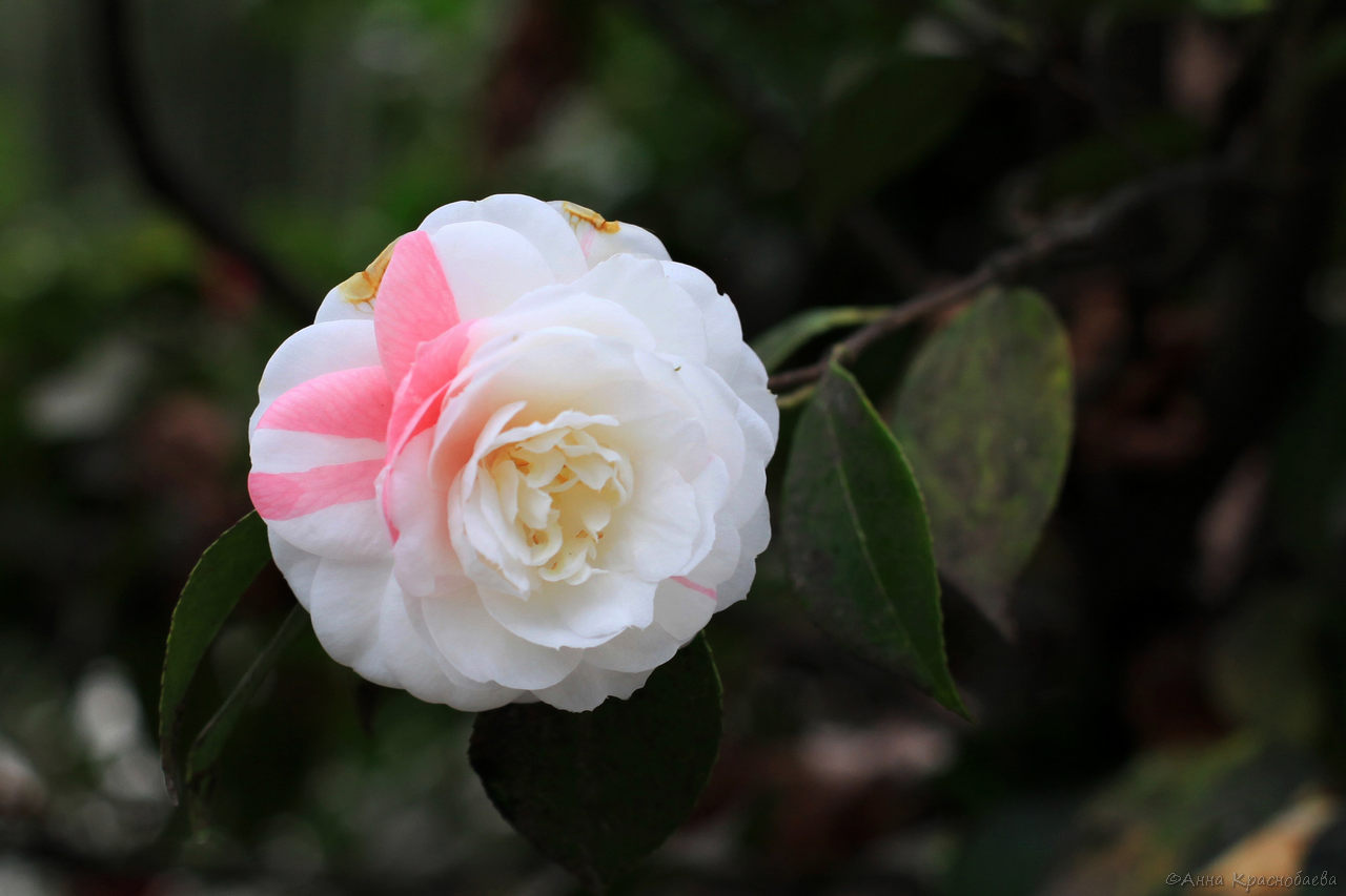 Image of Camellia japonica specimen.