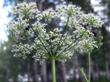 Pimpinella saxifraga. Соцветие (вид со стороны обёртки). Свердловская обл., г. Екатеринбург, окр. пос. Шабровский, берёзовый лес. 20.08.2018.