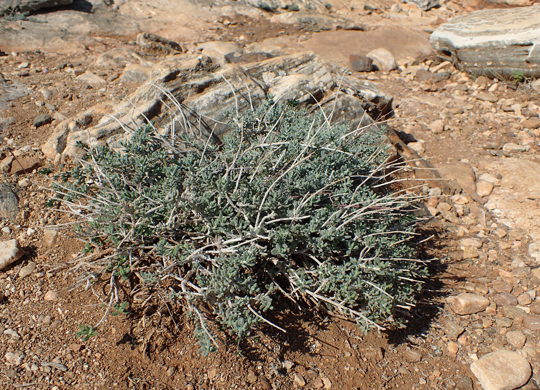 Изображение особи Teucrium capitatum.