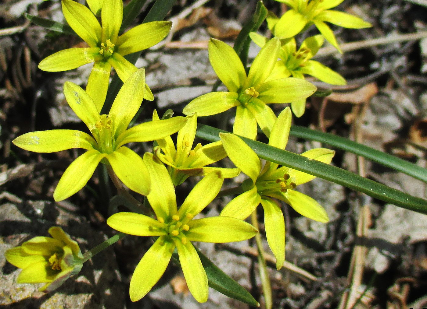 Image of genus Gagea specimen.