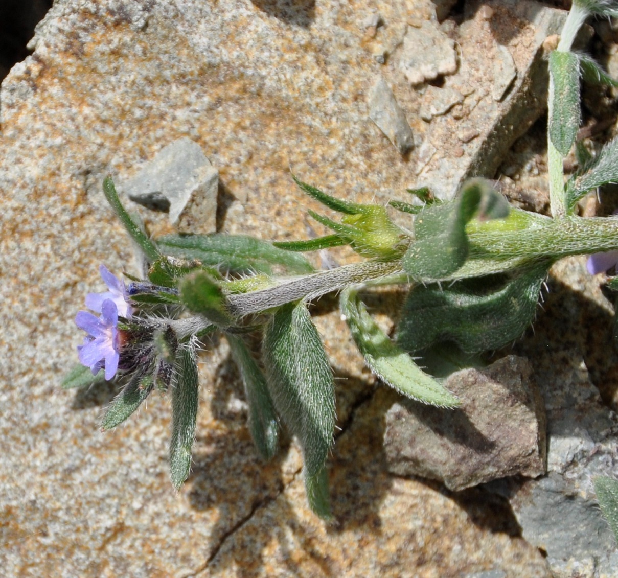 Изображение особи Buglossoides incrassata.