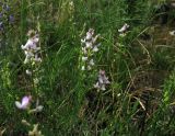 Astragalus versicolor