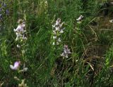 Astragalus versicolor
