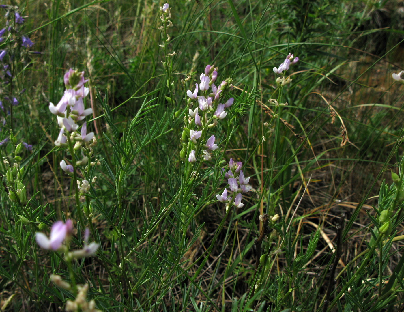 Image of Astragalus versicolor specimen.