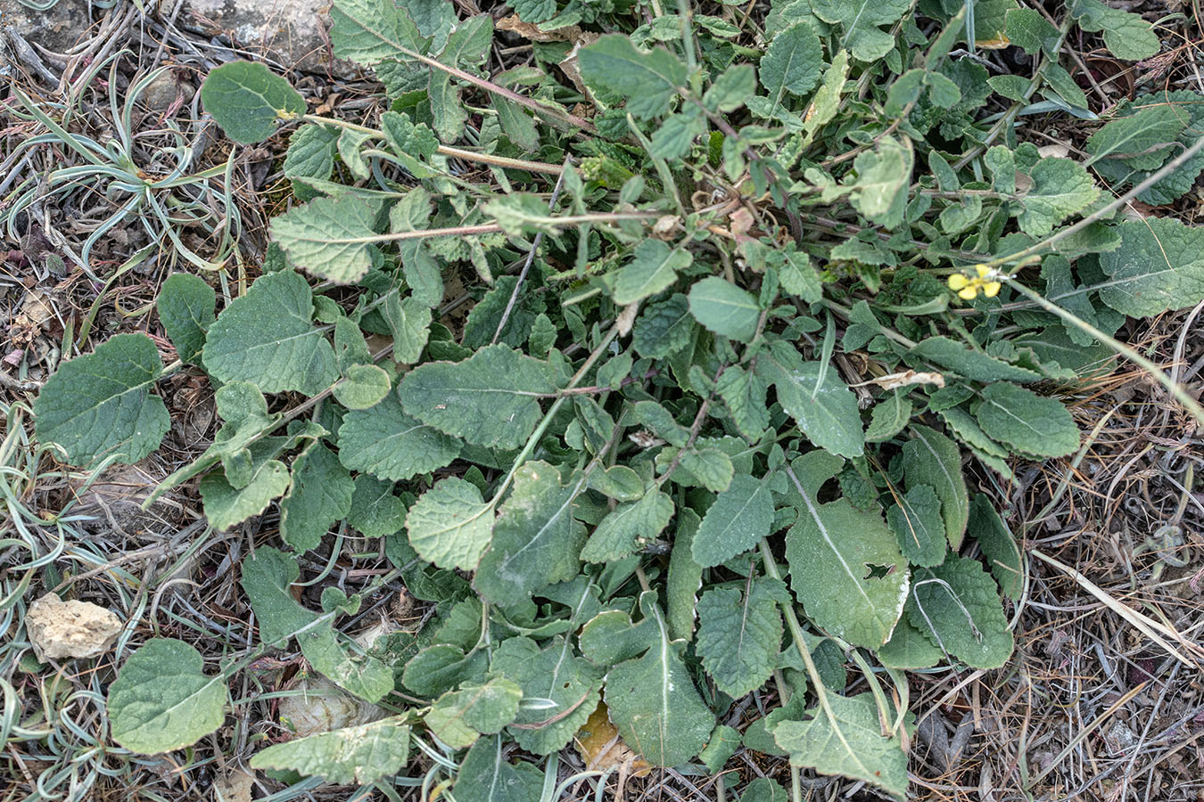 Изображение особи семейство Brassicaceae.