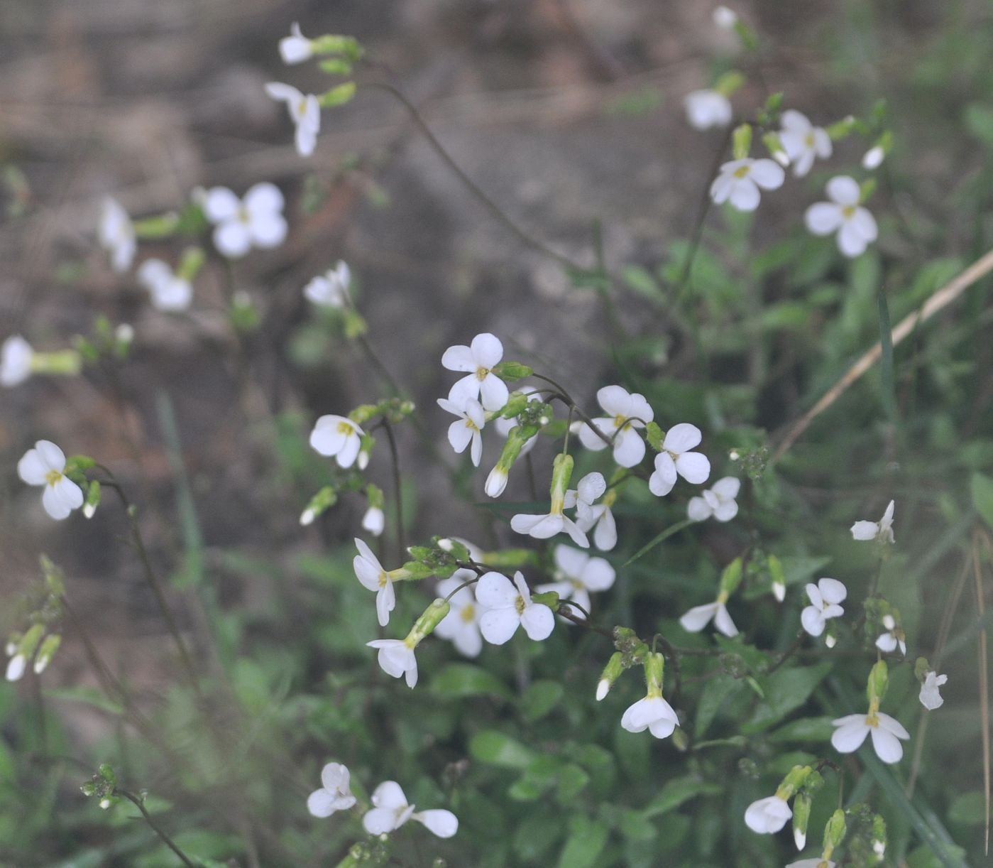 Изображение особи Arabis caucasica.