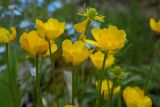 Ranunculus oreophilus