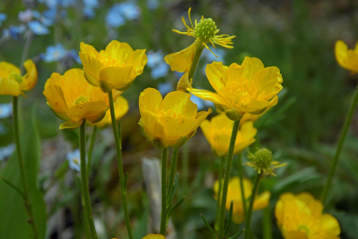 Изображение особи Ranunculus oreophilus.