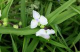 Tradescantia virginiana. Цветки (белоцветковая форма) и листья. Московская обл., г. Электрогорск, в культуре. 01.06.2019.