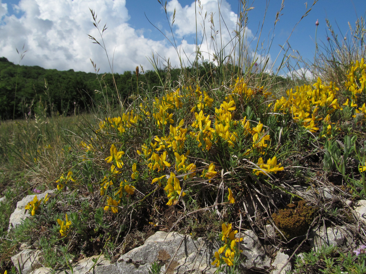 Изображение особи Genista depressa.