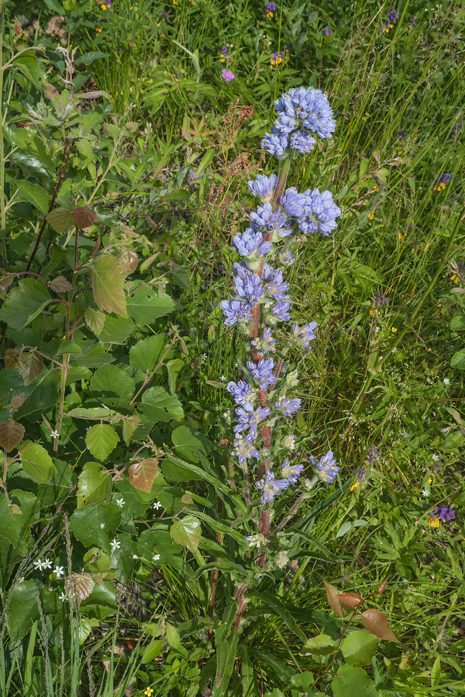 Изображение особи Campanula cervicaria.