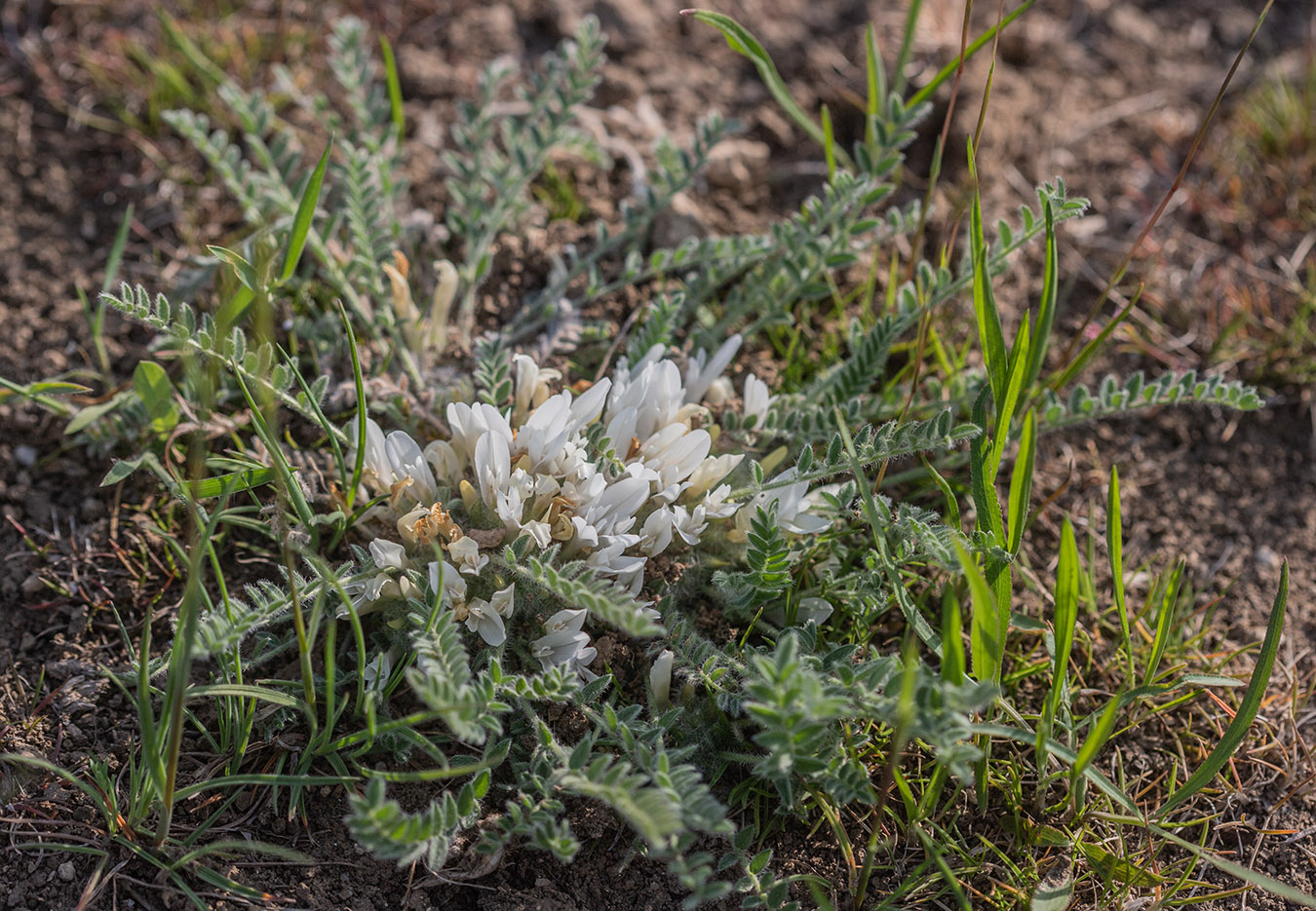 Изображение особи Astragalus dolichophyllus.