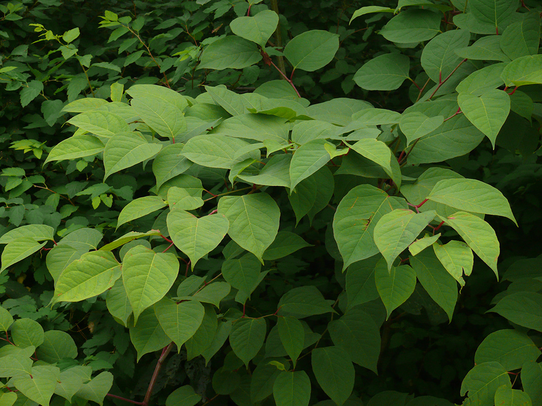 Изображение особи Reynoutria japonica.