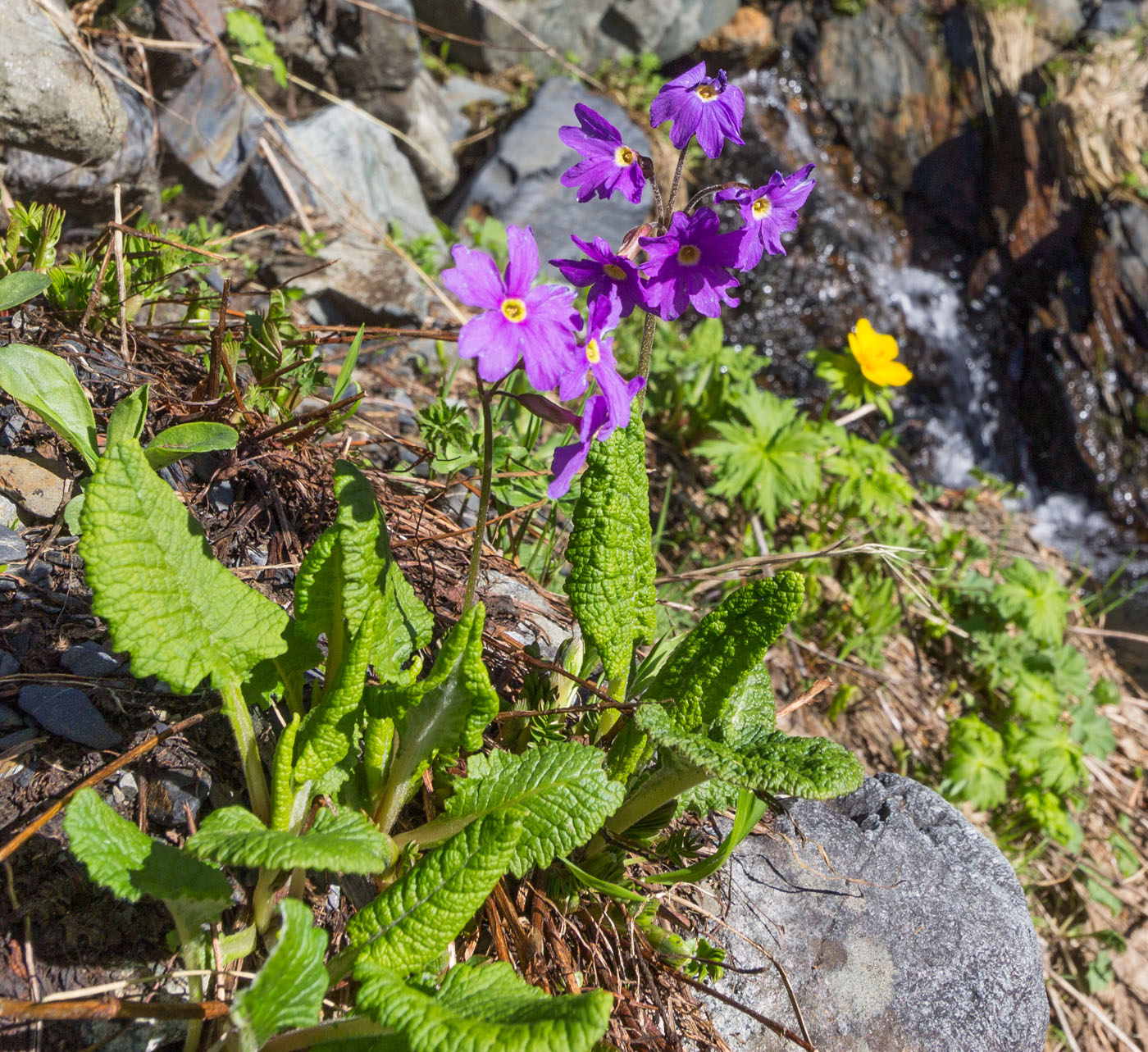 Image of Primula amoena specimen.