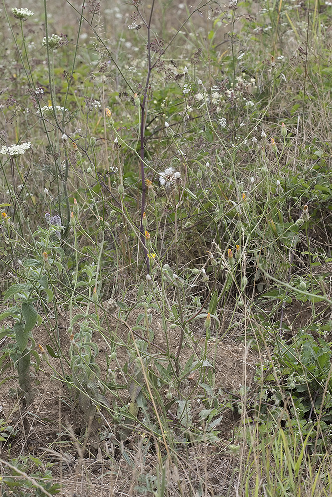 Изображение особи Crepis rhoeadifolia.