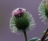 Arctium lappa. Соцветие с кормящейся мухой. Московская обл., Раменский р-н, окр. дер. Хрипань, обочина внутридачной дороги. 01.08.2019.