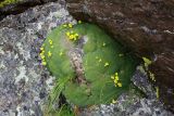 Draba bryoides