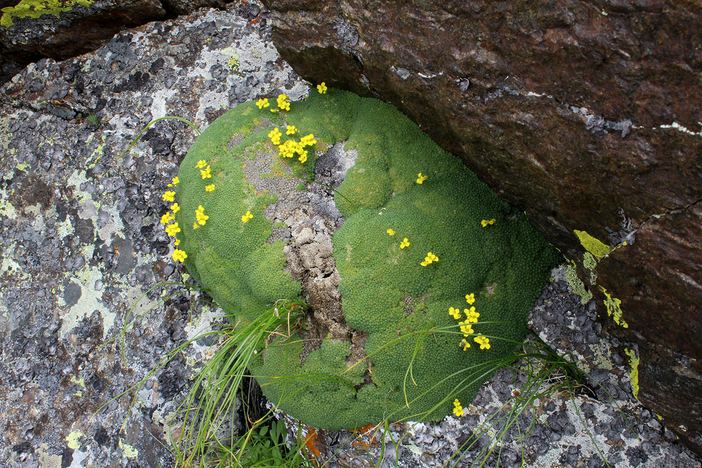 Image of Draba bryoides specimen.