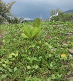 Terminalia catappa. Молодое растение среди зарослей Ipomoea pes-caprae. Таиланд, о-в Пхукет, курорт Карон, пляж. 14.01.2017.