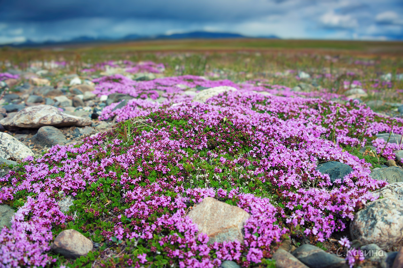 Изображение особи род Thymus.