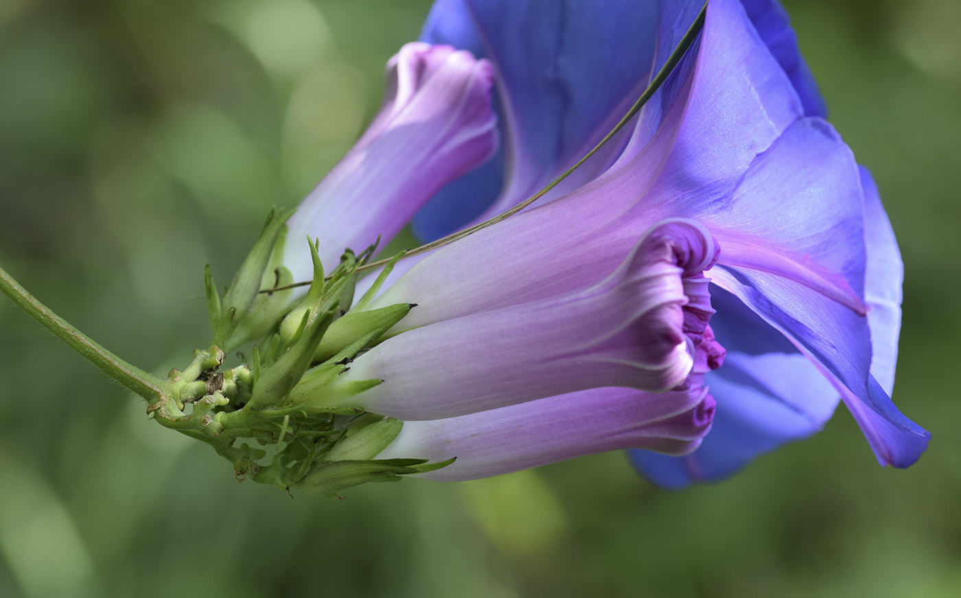 Изображение особи Ipomoea indica.