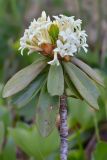 Daphne glomerata. Верхушка побега с соцветием. Республика Адыгея, Майкопский р-н, окр. с. Новопрохладное (Сахрай), хр. Передовой, западный отрог горы Асбестная, травянистый склон, 2120 м н.у.м. 23.05.2019.