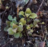 Lamium album