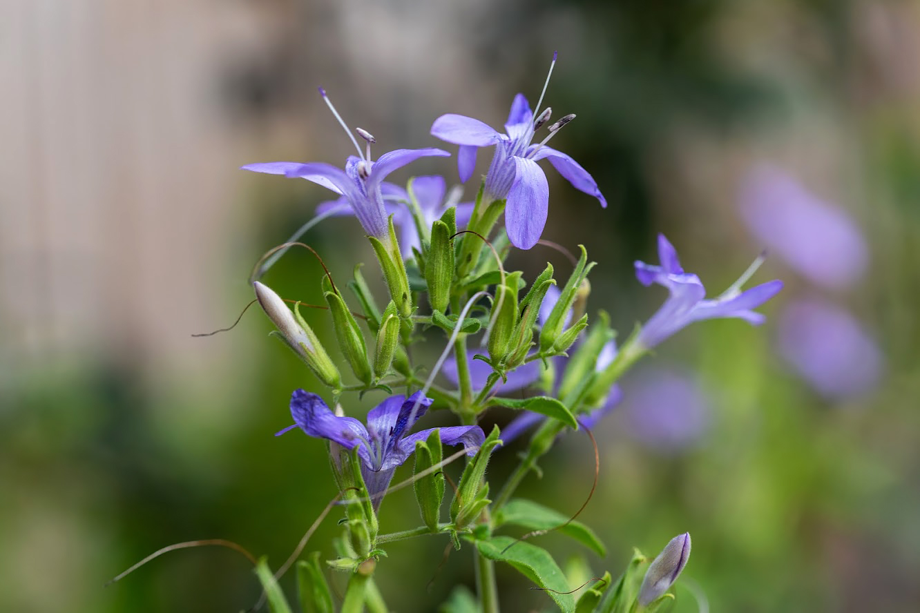 Изображение особи Barleria obtusa.