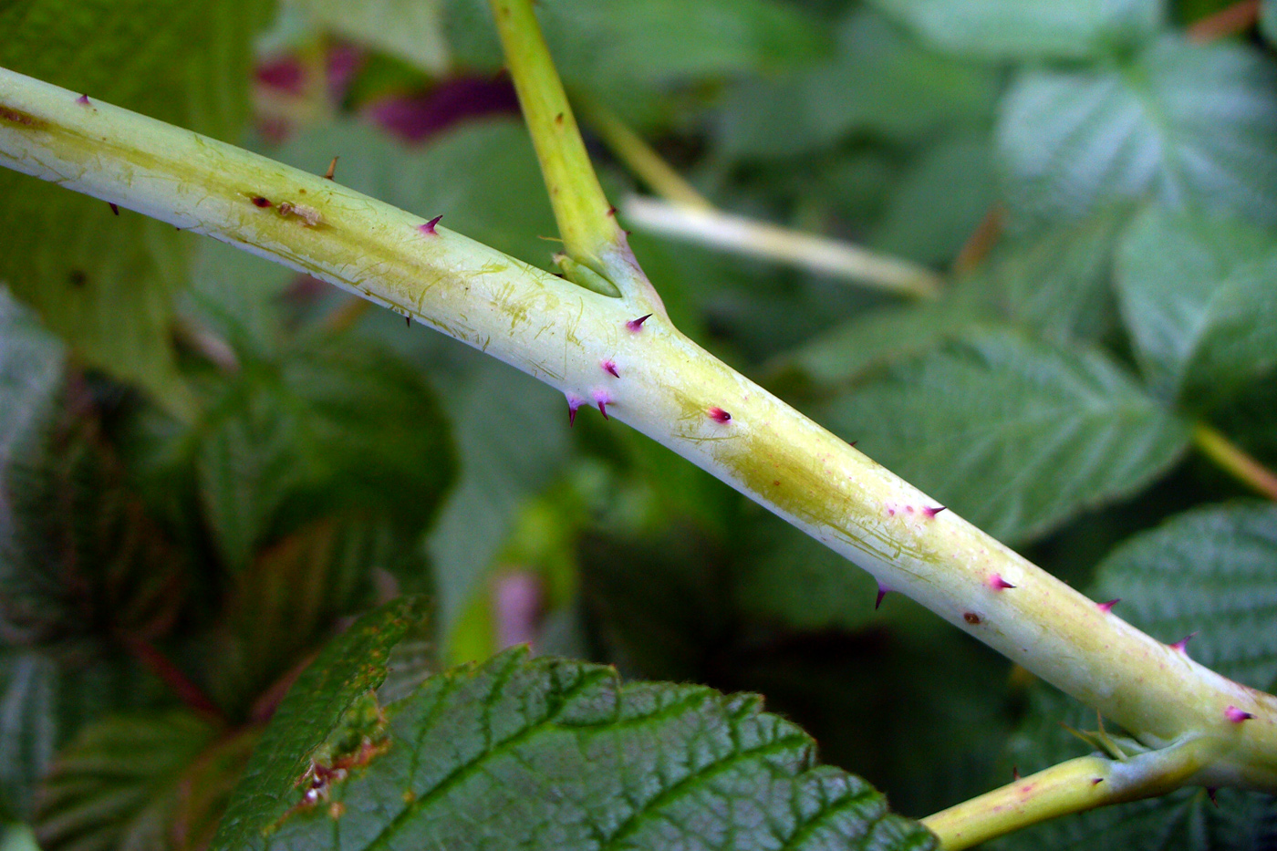 Изображение особи Rubus sibiricus.