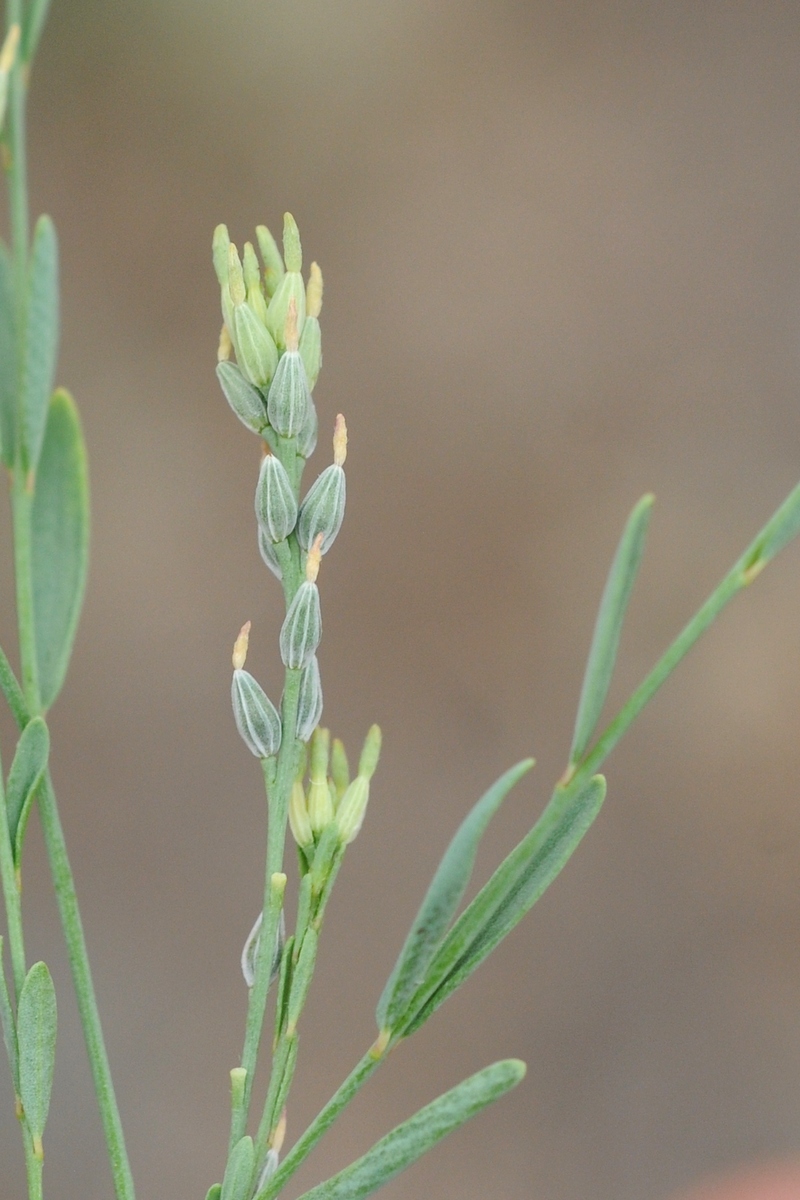 Изображение особи Diarthron vesiculosum.